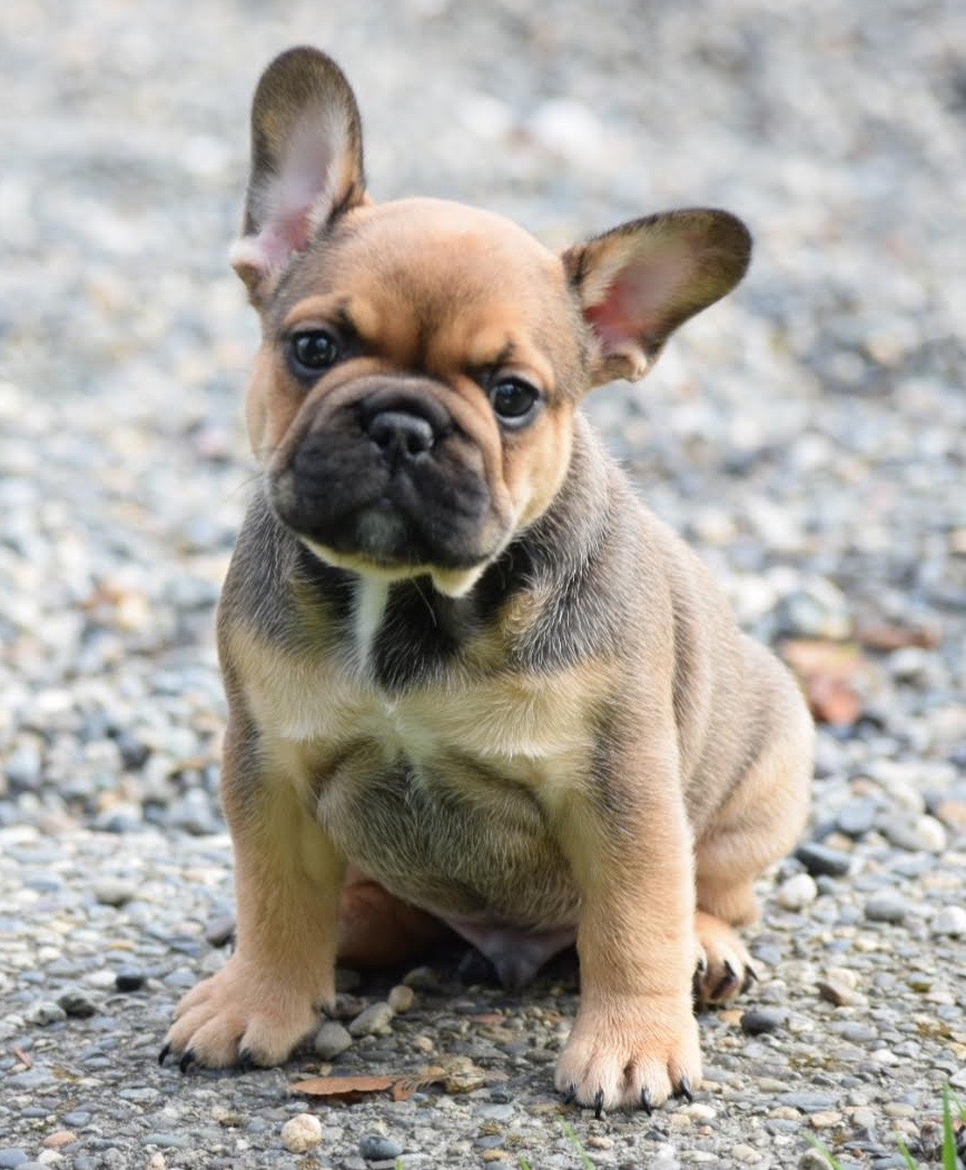 top french bulldog breeders