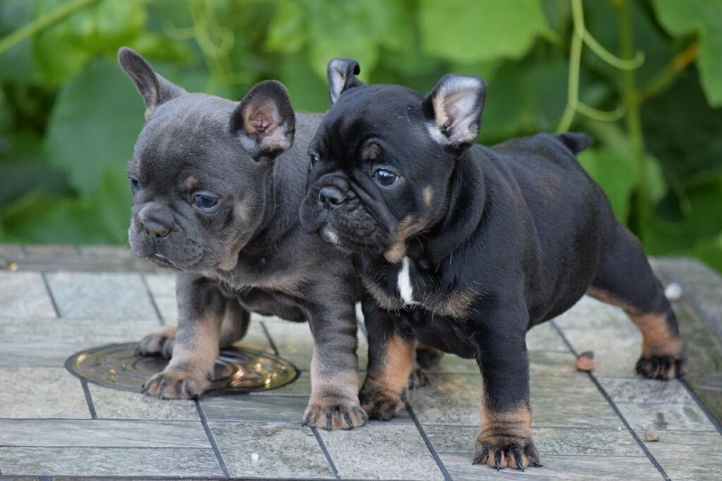 2 french bulldogs