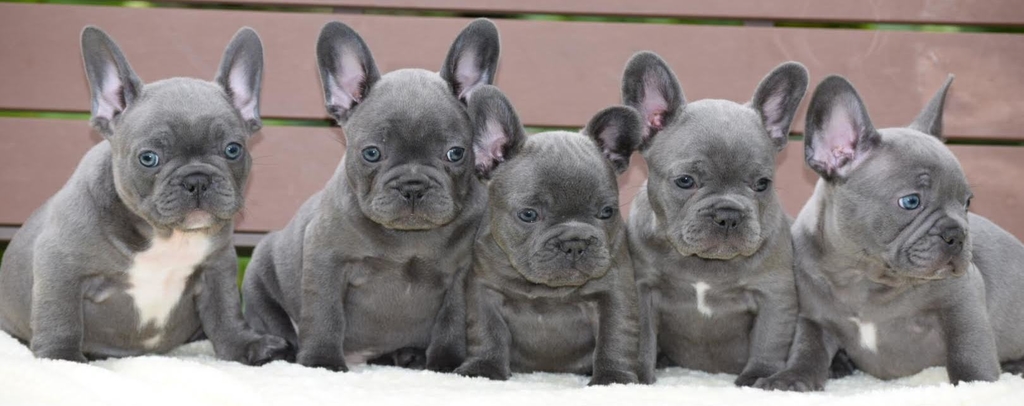 french bulldog for sale grey