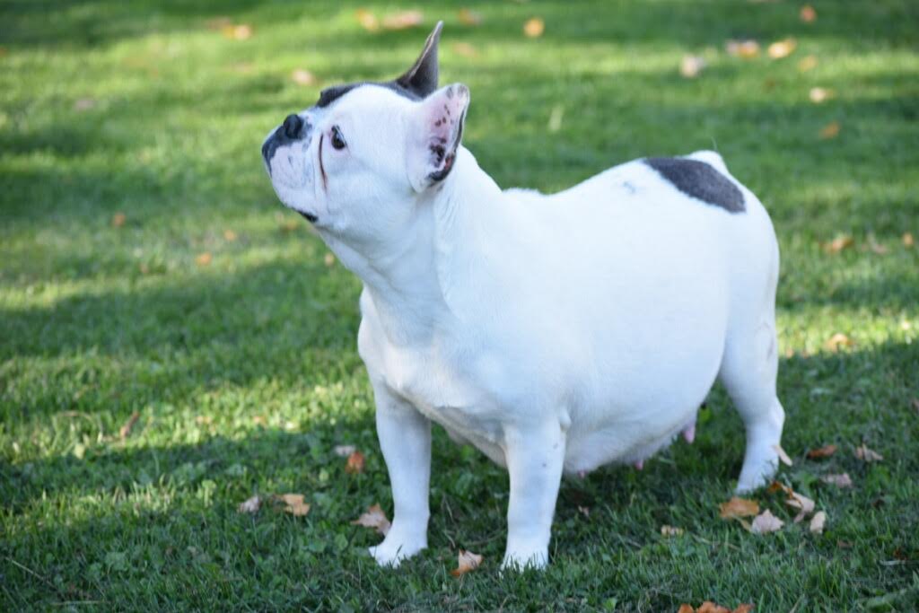 blue pied french bulldog