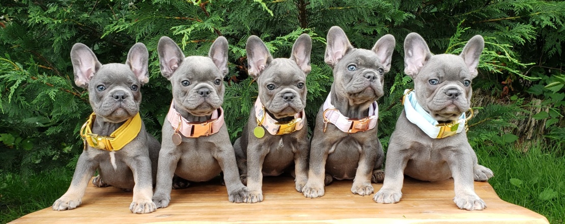 Luxurious French Bulldogs Blue French Bulldog Puppies Houston TX