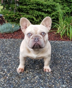 fawn french bulldog for sale
