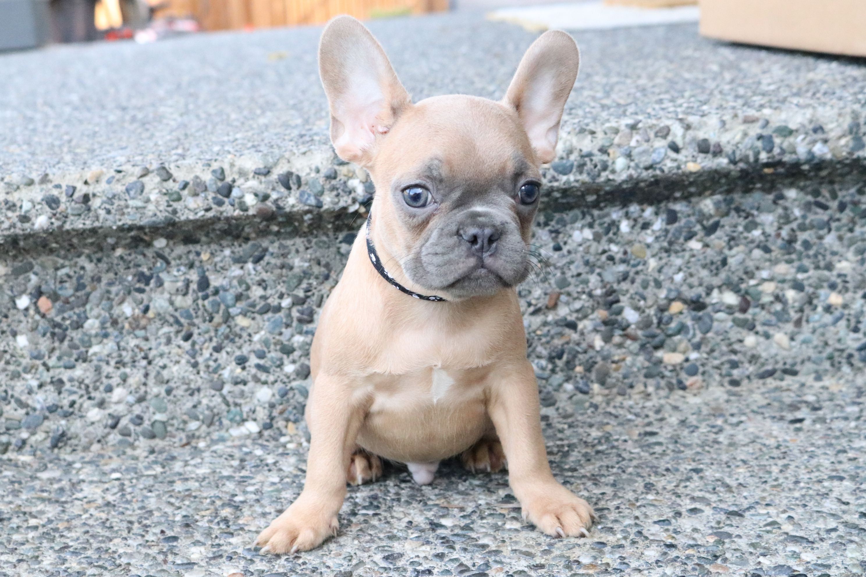 French Bulldog Breeder | Luxurious French Bulldogs