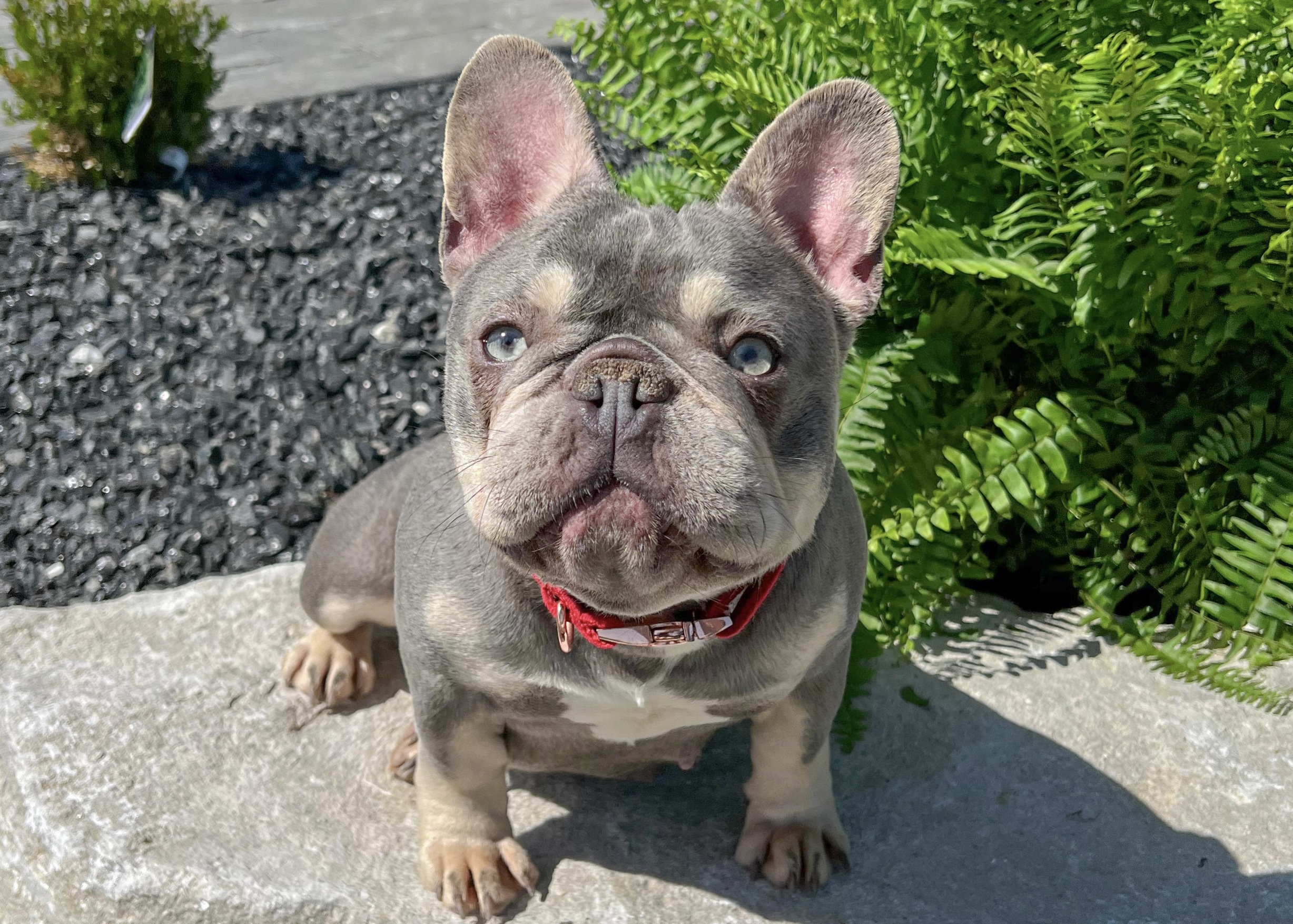 French Bulldog Parents | Luxurious French Bulldogs | Bellingham Breeder