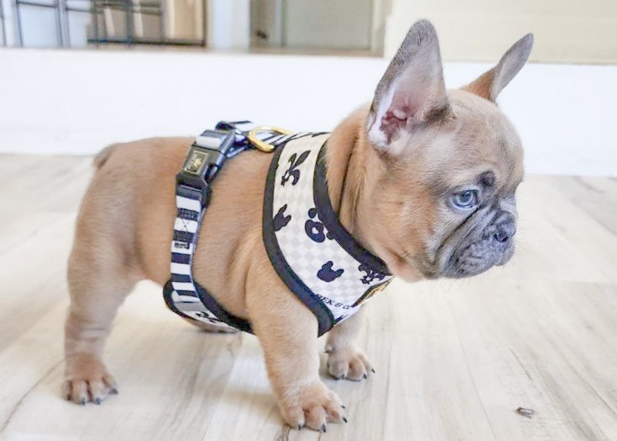 Luxurious French Bulldogs | French Bulldog Puppies