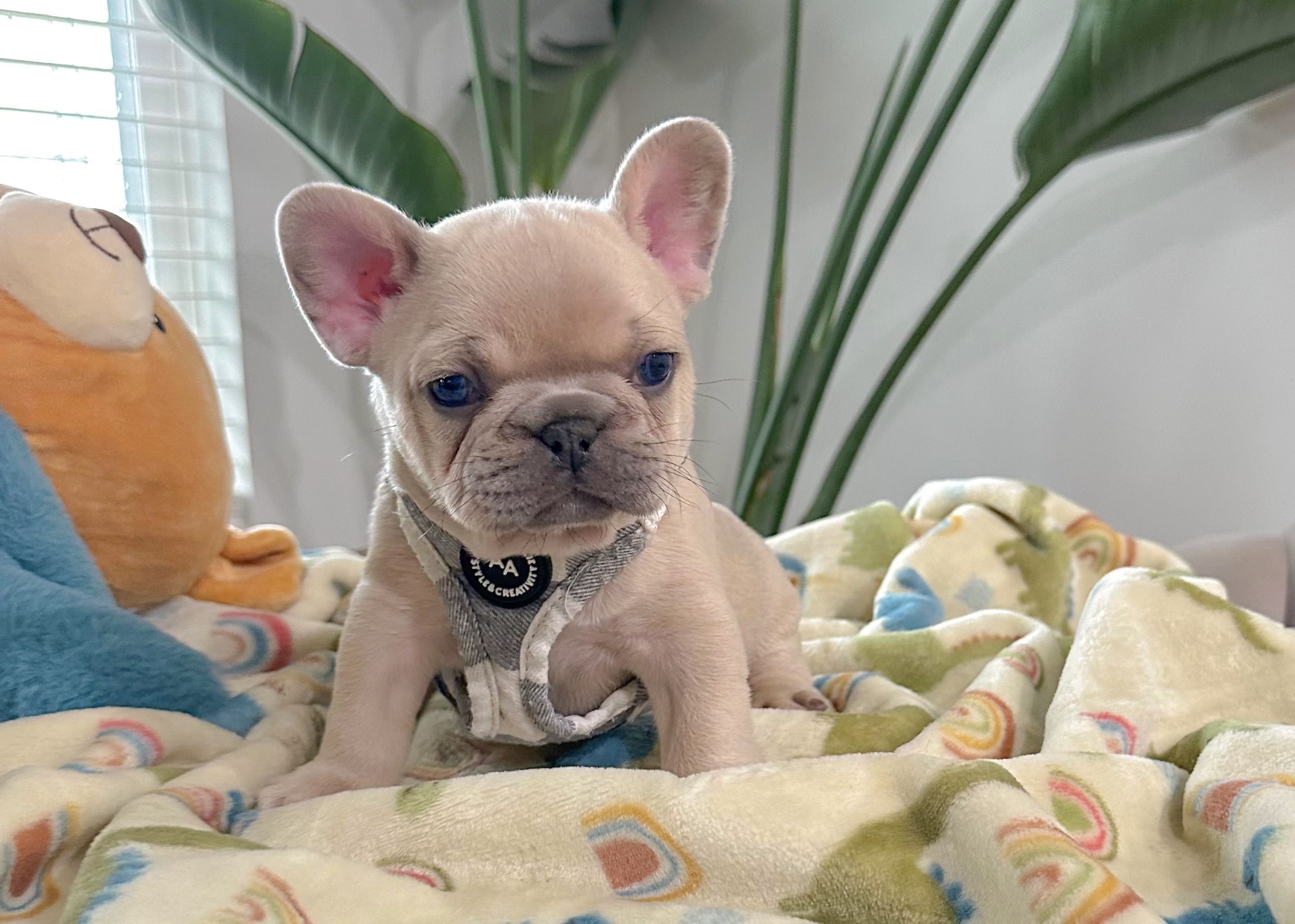 Luxurious French Bulldogs | French Bulldog Puppies